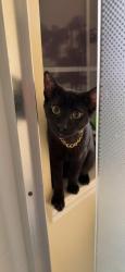 Reunited Male Cat last seen Near Adele Terrace, Commerce Township, MI 48382, USA, Commerce Township, MI 48382
