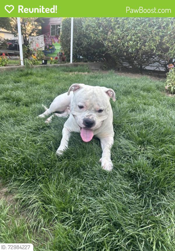 Reunited Male Dog last seen Near SE Salmon St Portland, OR  97233 , Portland, OR 97236