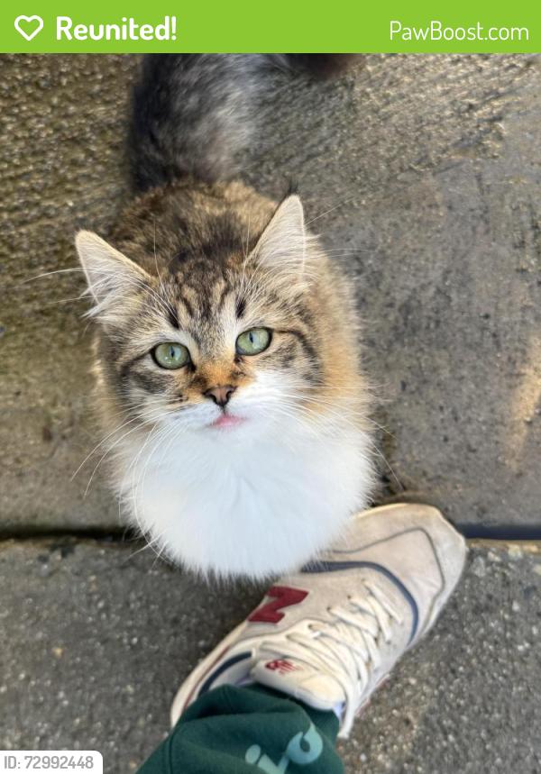 Reunited Female Cat last seen Shoemaker and rainier , Whittier, CA 90605