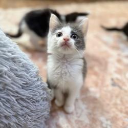 Shelter Stray Female Cat last seen , 8020 Washington St, Port Richey, FL 34668, USA