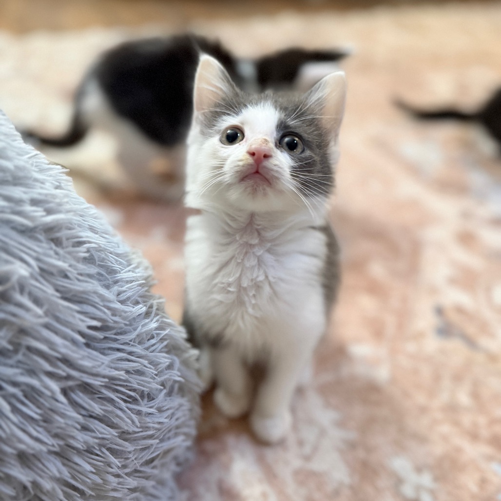 Shelter Stray Female Cat last seen , 8020 Washington St, Port Richey, FL 34668, USA