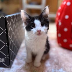 Shelter Stray Male Cat last seen , 8020 Washington St, Port Richey, FL 34668, USA