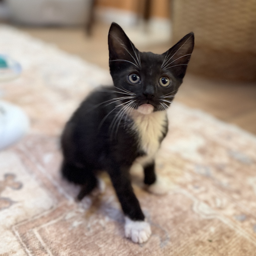 Shelter Stray Female Cat last seen , 8020 Washington St, Port Richey, FL 34668, USA
