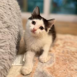 Shelter Stray Female Cat last seen , 8020 Washington St, Port Richey, FL 34668, USA