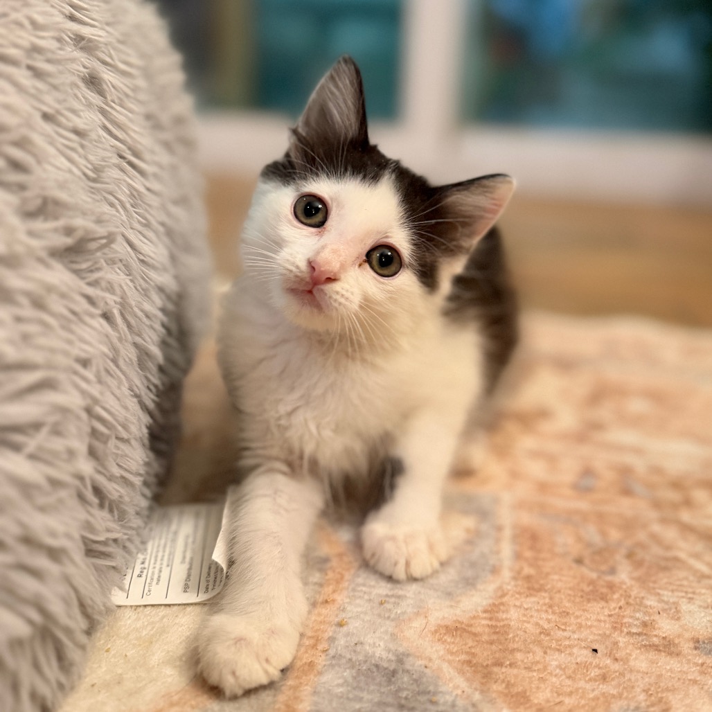 Shelter Stray Female Cat last seen , 8020 Washington St, Port Richey, FL 34668, USA
