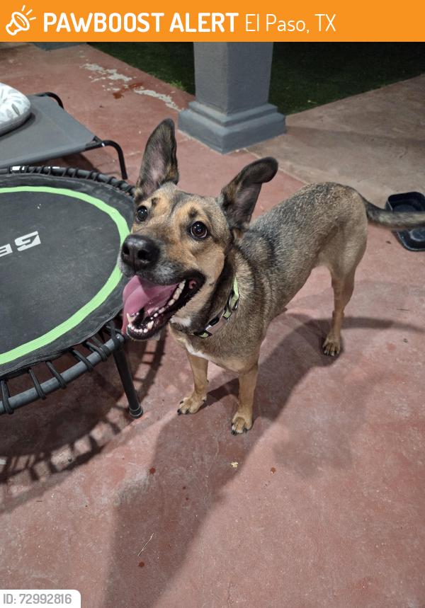 Found/Stray Female Dog last seen Edgemere and McRae, El Paso, TX 79936