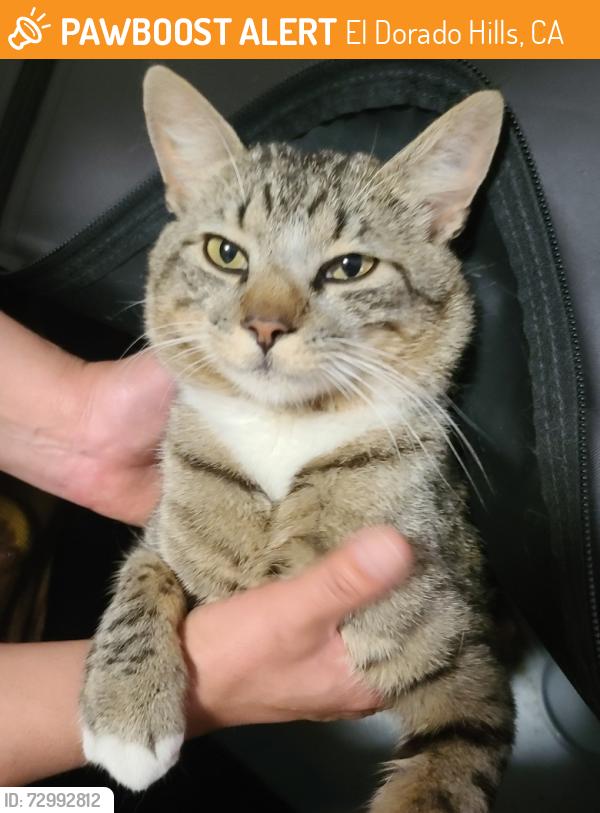 Found/Stray Male Cat last seen Marble Valley x Marble Mountain , El Dorado Hills, CA 95762