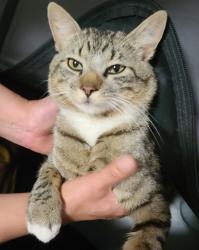 Found/Stray Male Cat last seen Marble Valley x Marble Mountain , El Dorado Hills, CA 95762