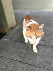 Found/Stray Unknown Cat last seen Montclair and MacArthur, Oakland, CA 94610