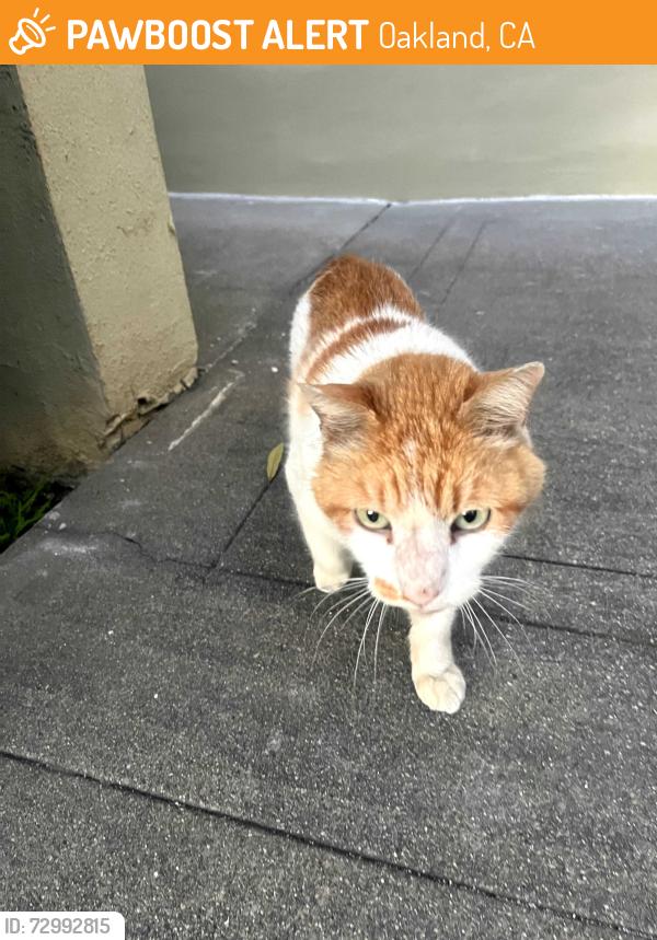 Found/Stray Unknown Cat last seen Montclair and MacArthur, Oakland, CA 94610
