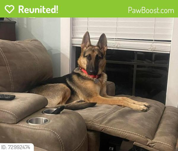Reunited Female Dog last seen Megal Street, Corpus Christi, TX 78413