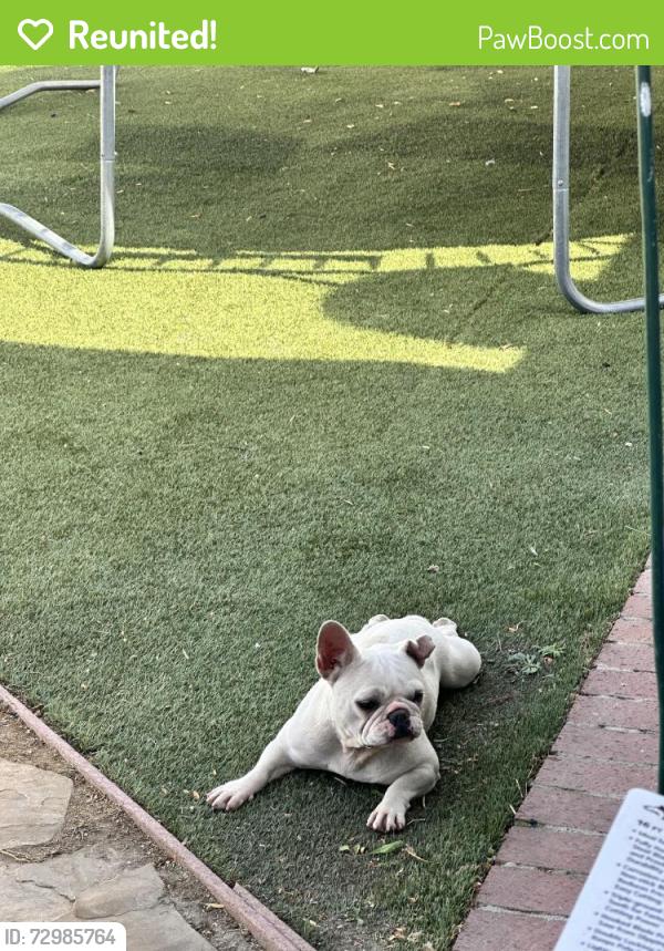 Reunited Female Dog last seen Devonshire and Haskell Ave, Los Angeles, CA 91344