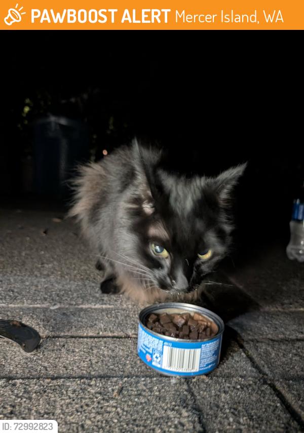 Found/Stray Male Cat last seen Mercerdale park, Mercer Island, WA 98040