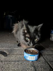 Found/Stray Male Cat last seen Mercerdale park, Mercer Island, WA 98040