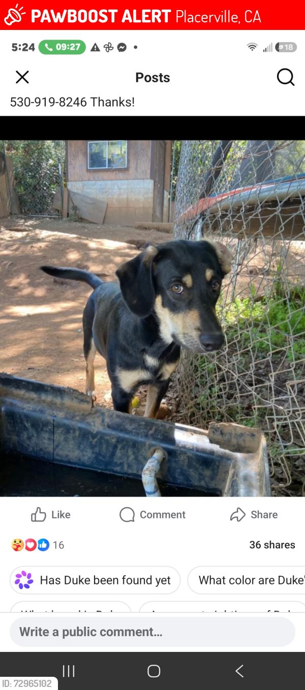Lost Male Dog last seen Pointview, Placerville, CA 95667