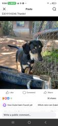 Lost Male Dog last seen Pointview, Placerville, CA 95667