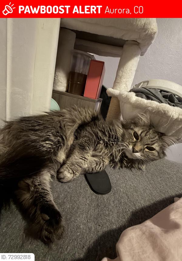 Lost Male Cat last seen Chambers and Yale , Aurora, CO 80013