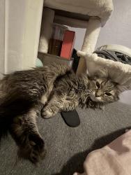 Lost Male Cat last seen Chambers and Yale , Aurora, CO 80013