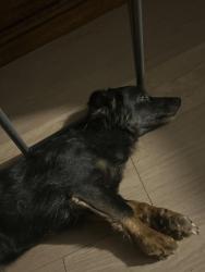 Reunited Female Dog last seen Longview road , Pearblossom, CA 93553