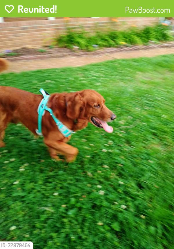 Reunited Unknown Dog last seen Ramblewood ln and dortch, Nolensville, TN 37135