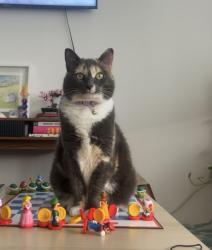 Lost Female Cat last seen Between Jefferson Ave and brookdale dr, East Point, GA 30344