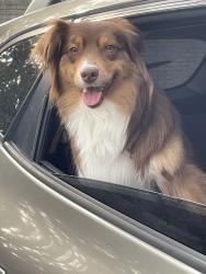 Lost Female Dog last seen Halsted & 11 mile rd, Farmington Hills, MI 48331