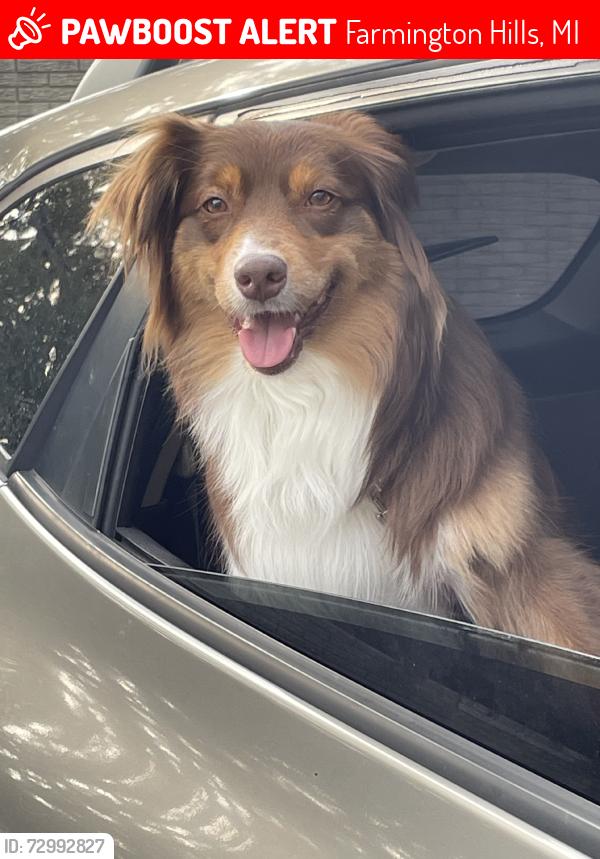 Lost Female Dog last seen Halsted & 11 mile rd, Farmington Hills, MI 48331