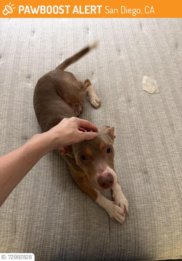 Found/Stray Male Dog last seen Alva rd, San Diego, CA 92127