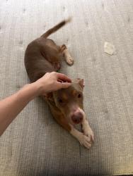 Found/Stray Male Dog last seen Alva rd, San Diego, CA 92127