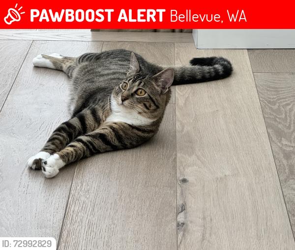 Lost Female Cat last seen Bellevue, Bellevue, WA 98005