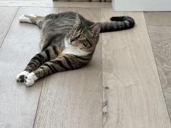 Lost Female Cat last seen Bellevue, Bellevue, WA 98005