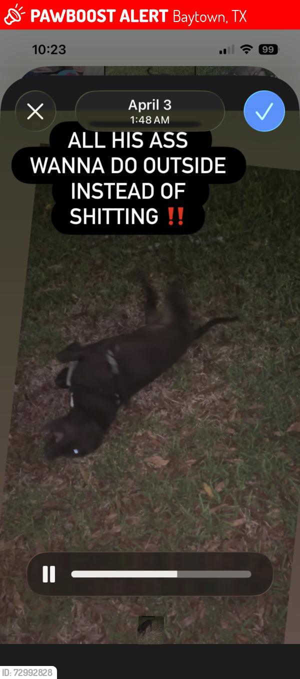Lost Male Dog last seen Bob smith, Baytown, TX 77522