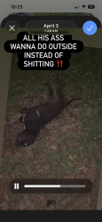 Lost Male Dog last seen Bob smith, Baytown, TX 77522