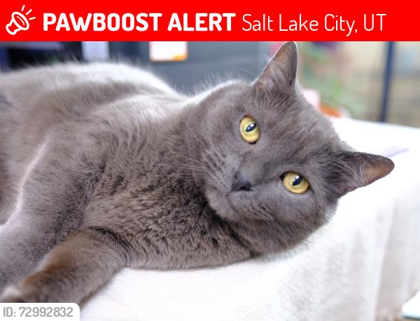 Lost Male Cat last seen Near South 2100 East, Salt Lake City, UT 84108
