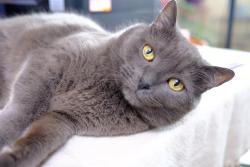 Lost Male Cat last seen Near South 2100 East, Salt Lake City, UT 84108