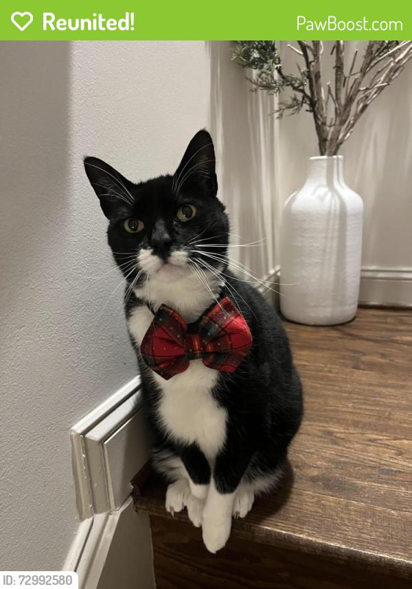 Reunited Male Cat last seen Little falls road near Yorktown highschool, Arlington, VA 22207