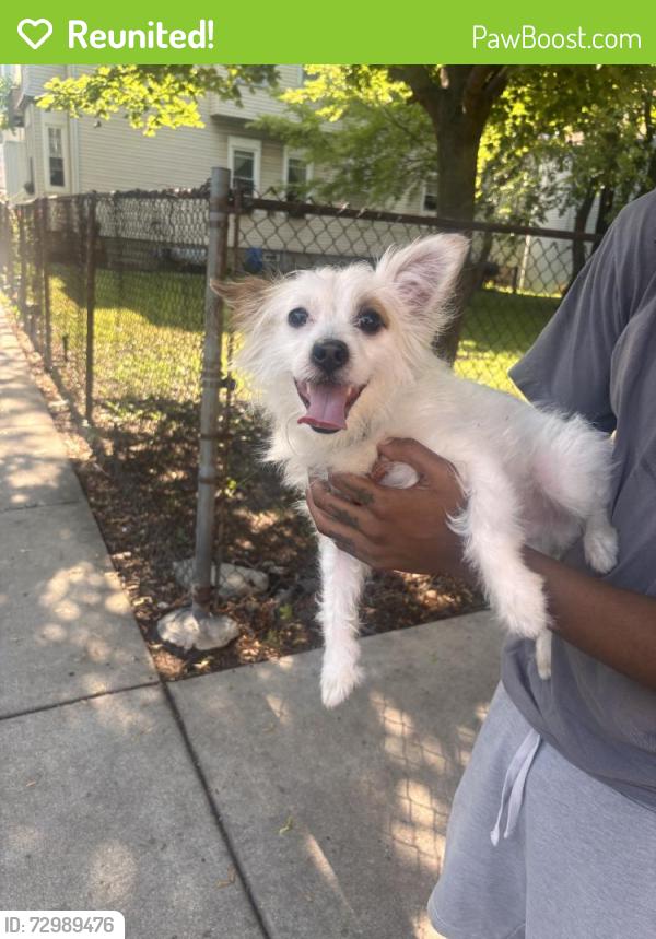 Reunited Male Dog last seen N Keeler Ave, Chicago, IL 60641, USA, Chicago, IL 60641