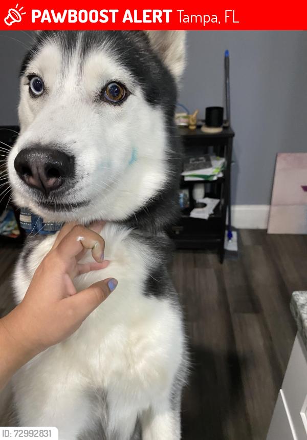 Lost Male Dog last seen La parrada , Tampa, FL 33614