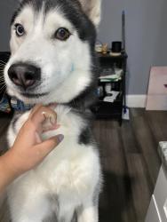 Lost Male Dog last seen La parrada , Tampa, FL 33614