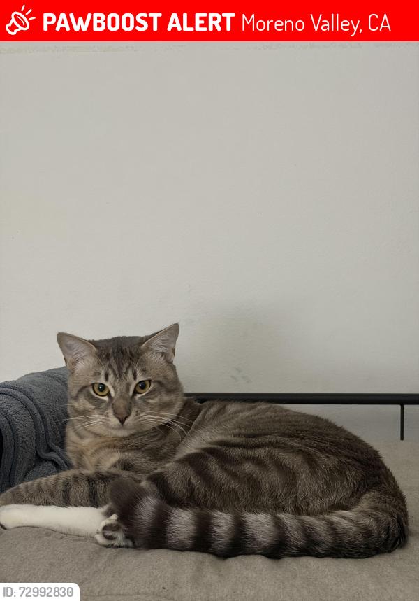 Lost Male Cat last seen between ninya ave & perris ave, Moreno Valley, CA 92551