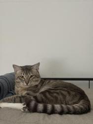 Lost Male Cat last seen between ninya ave & perris ave, Moreno Valley, CA 92551