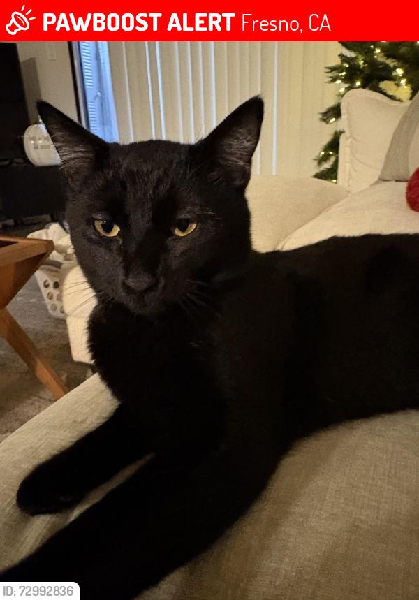 Lost Male Cat last seen Maple and Herndon, Fresno, CA 93710