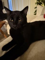 Lost Male Cat last seen Maple and Herndon, Fresno, CA 93710