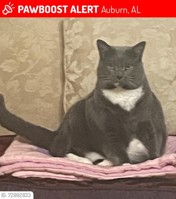 Lost Female Cat last seen Woody drive auburn al , Auburn, AL 36832