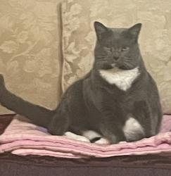 Lost Female Cat last seen Woody drive auburn al , Auburn, AL 36832