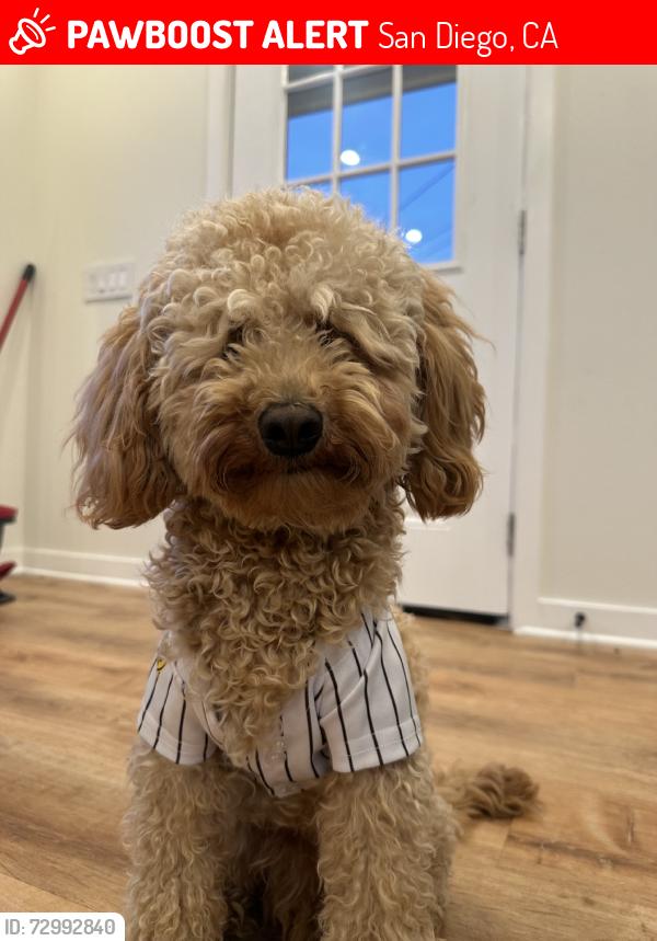 Lost Male Dog last seen El Cajon Blvd, San Diego, CA 92115
