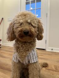 Lost Male Dog last seen El Cajon Blvd, San Diego, CA 92115