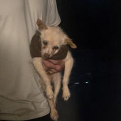 Found/Stray Male Dog last seen 1st mainst, Santa Ana, CA 92701