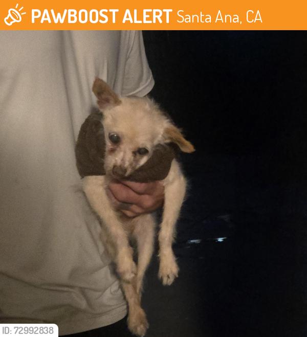 Found/Stray Male Dog last seen 1st mainst, Santa Ana, CA 92701