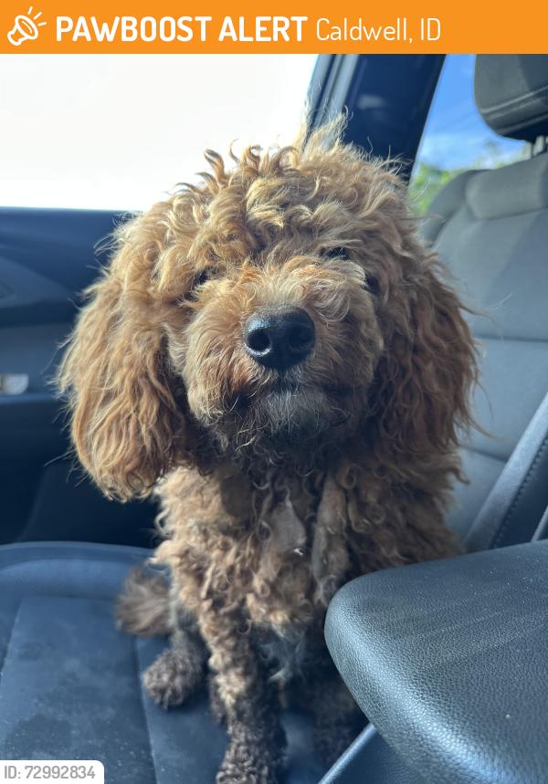 Found/Stray Male Dog last seen E Chicago St., Caldwell, ID 83605